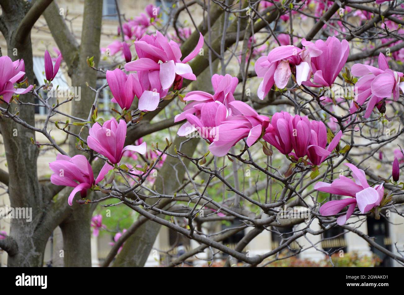 Jardin du Palais Royal, Città di Parigi, Francia Foto Stock