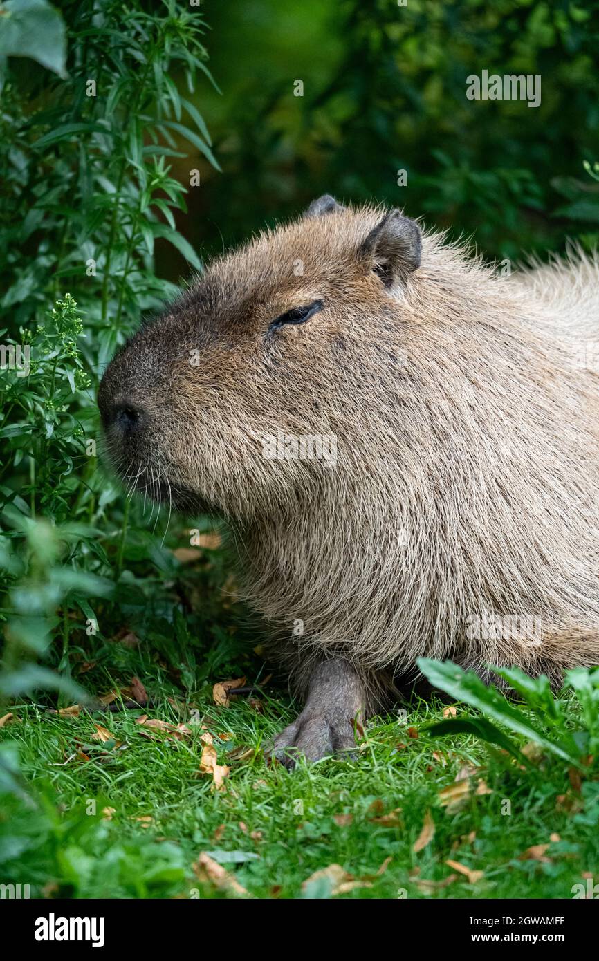 Capybara che riposa tra una vegetazione lussureggiante in un habitat naturale Foto Stock