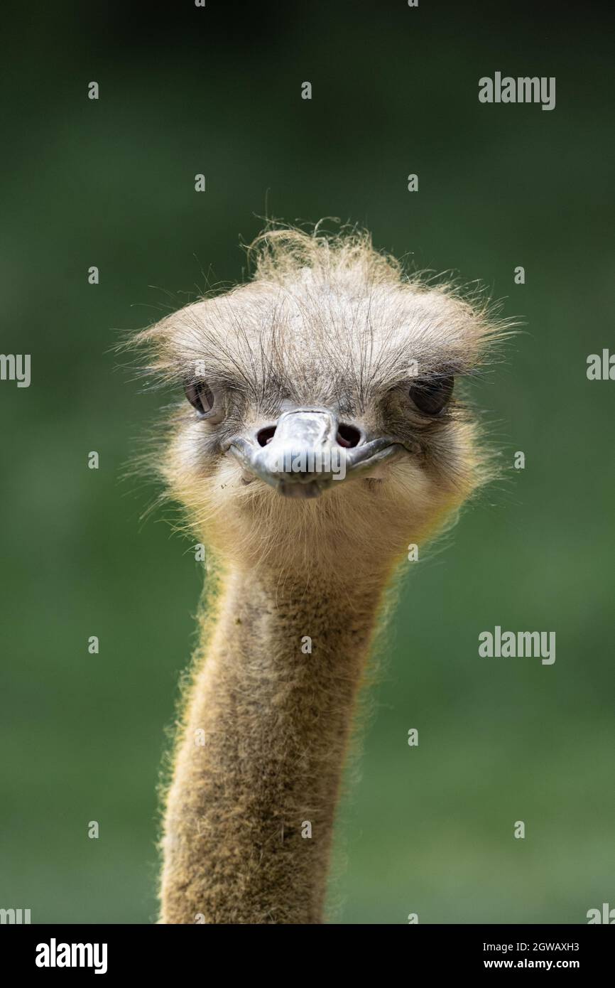 Struzzo (Struthio camelus) testa Foto Stock