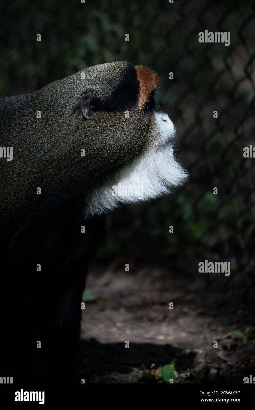 Il ritratto del profilo della scimmia di De Brazza in un habitat boschivo naturale Foto Stock