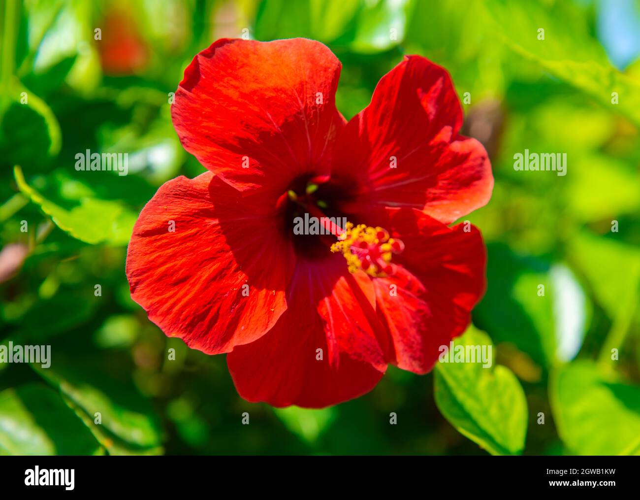 Aprire melograno fiore su un ramo di albero primo piano Foto Stock