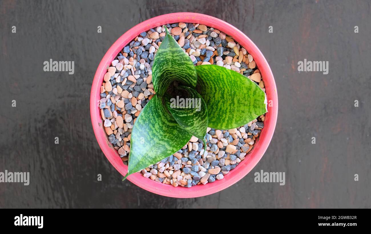 Vista dall'alto di una pianta di serpente di Nido d'uccello, Sansevieria Hahnii, in un carino vaso rosa con ciottoli colorati. Foto Stock