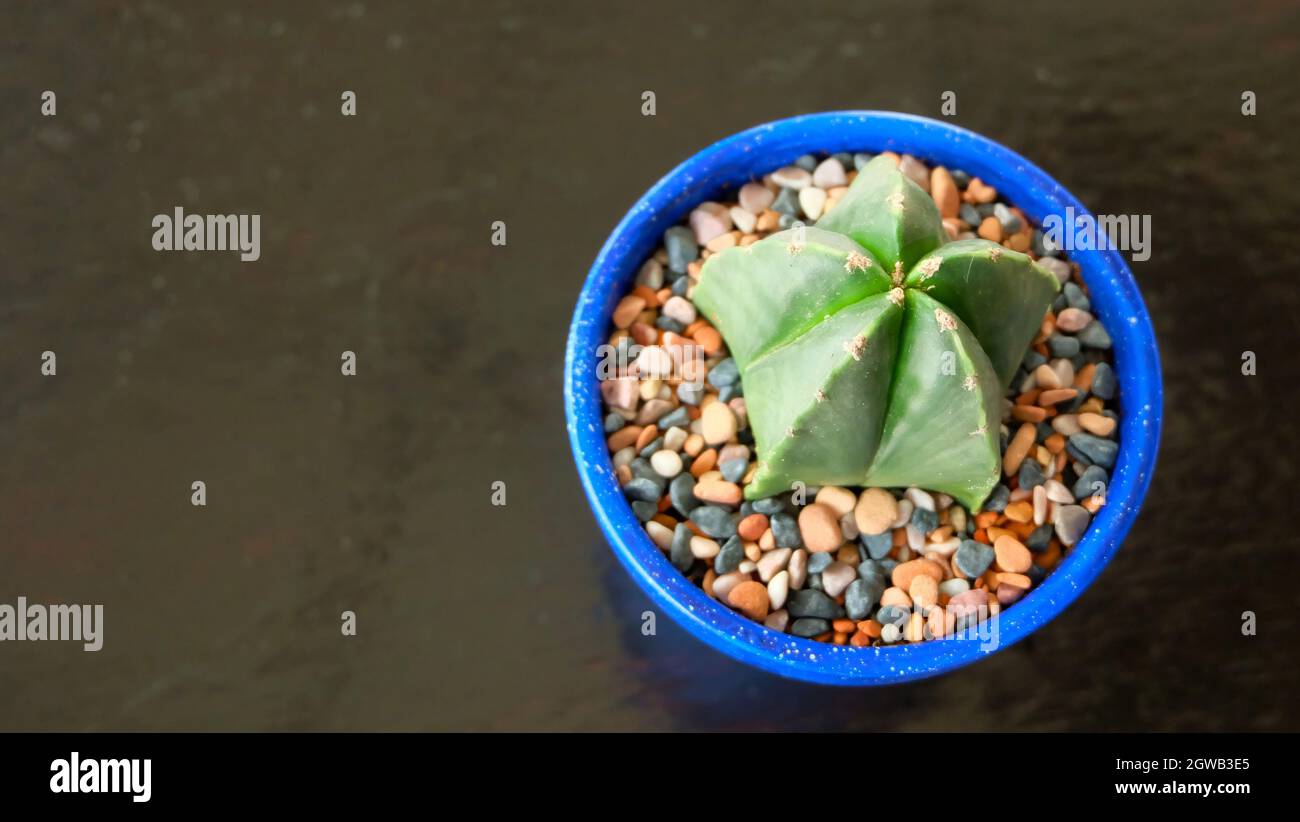 Vista dall'alto di un cactus stellare in un vaso blu circondato da ciottoli colorati. Su una superficie di legno con spazio di copia a sinistra. Foto Stock
