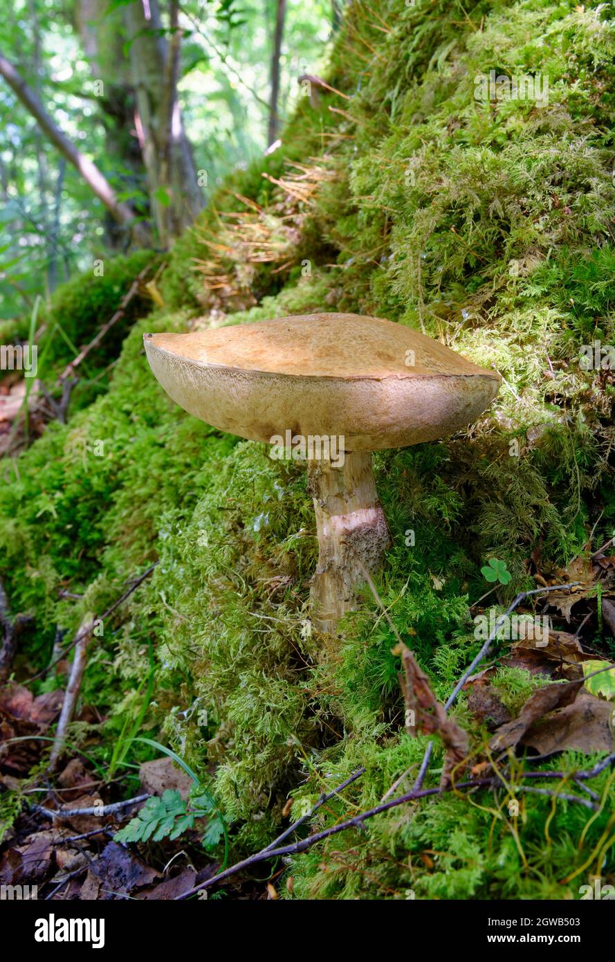 Brown Birch Bolete - Leccinum scabrum Foto Stock