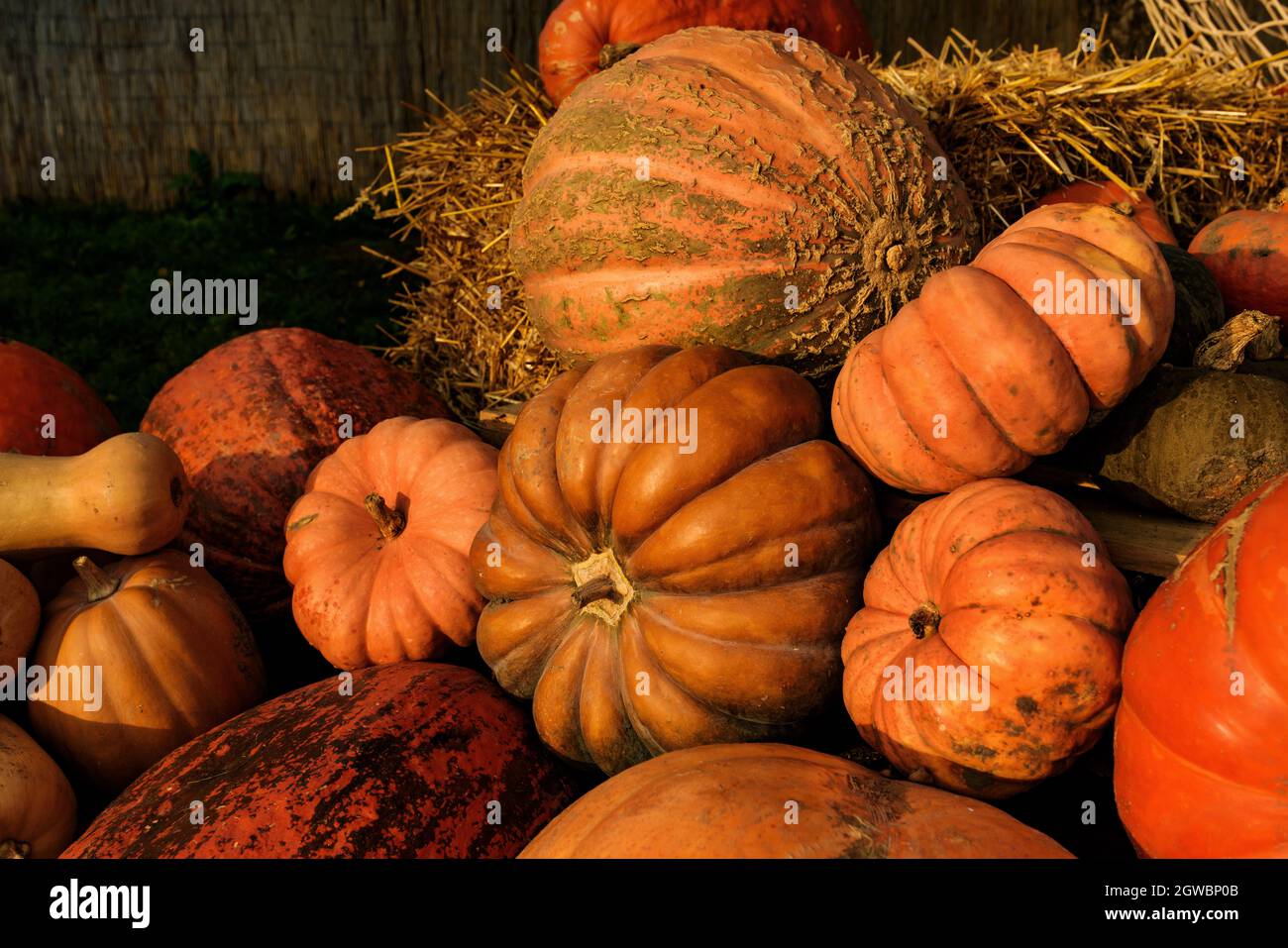 Zucche colorata collezione sul mercato d'autunno Foto Stock