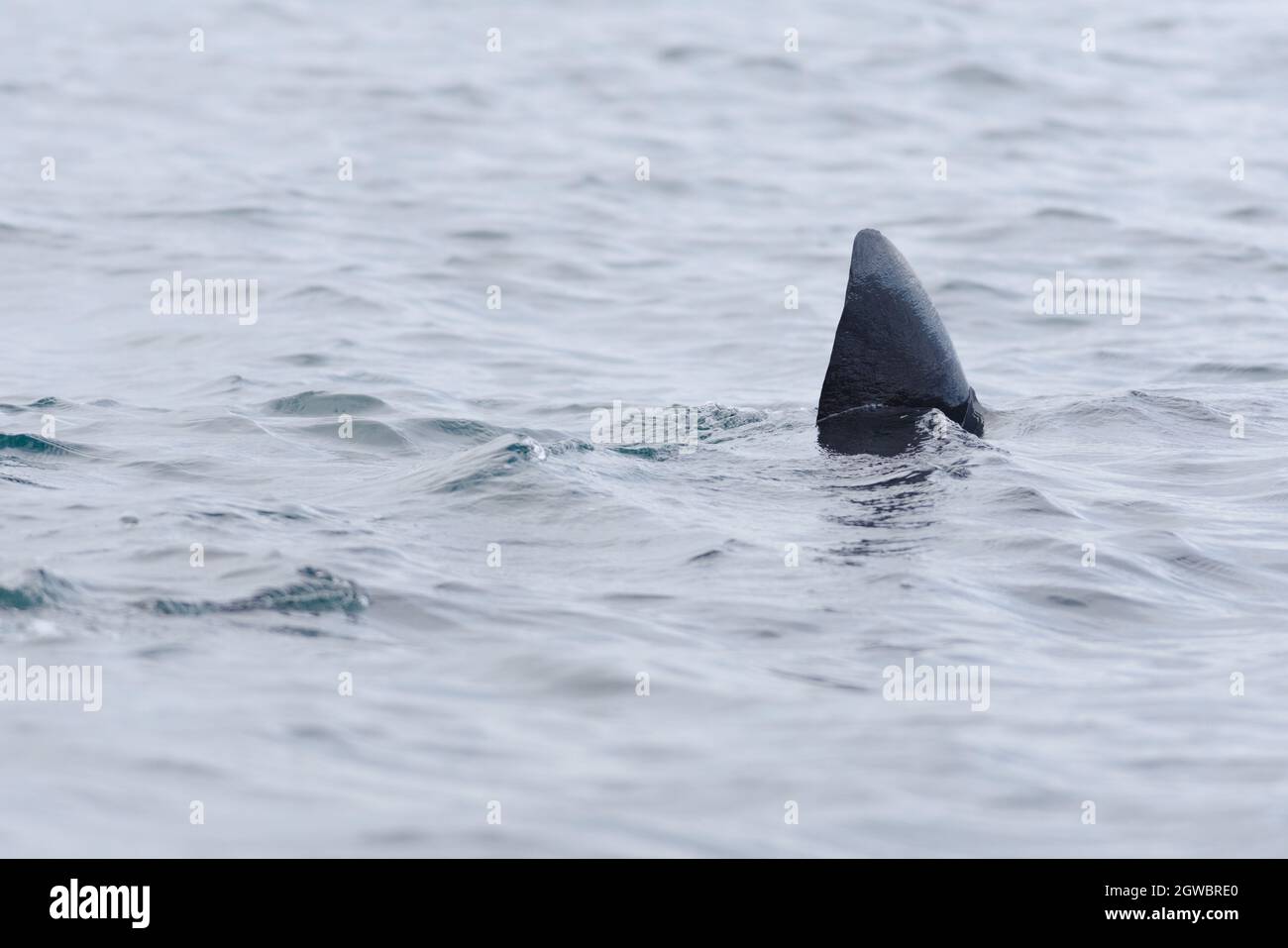 3 - immagine croccante della pinna dorsale nera scura di uno squalo che nuotano fuori dalla cornice. Foto Stock