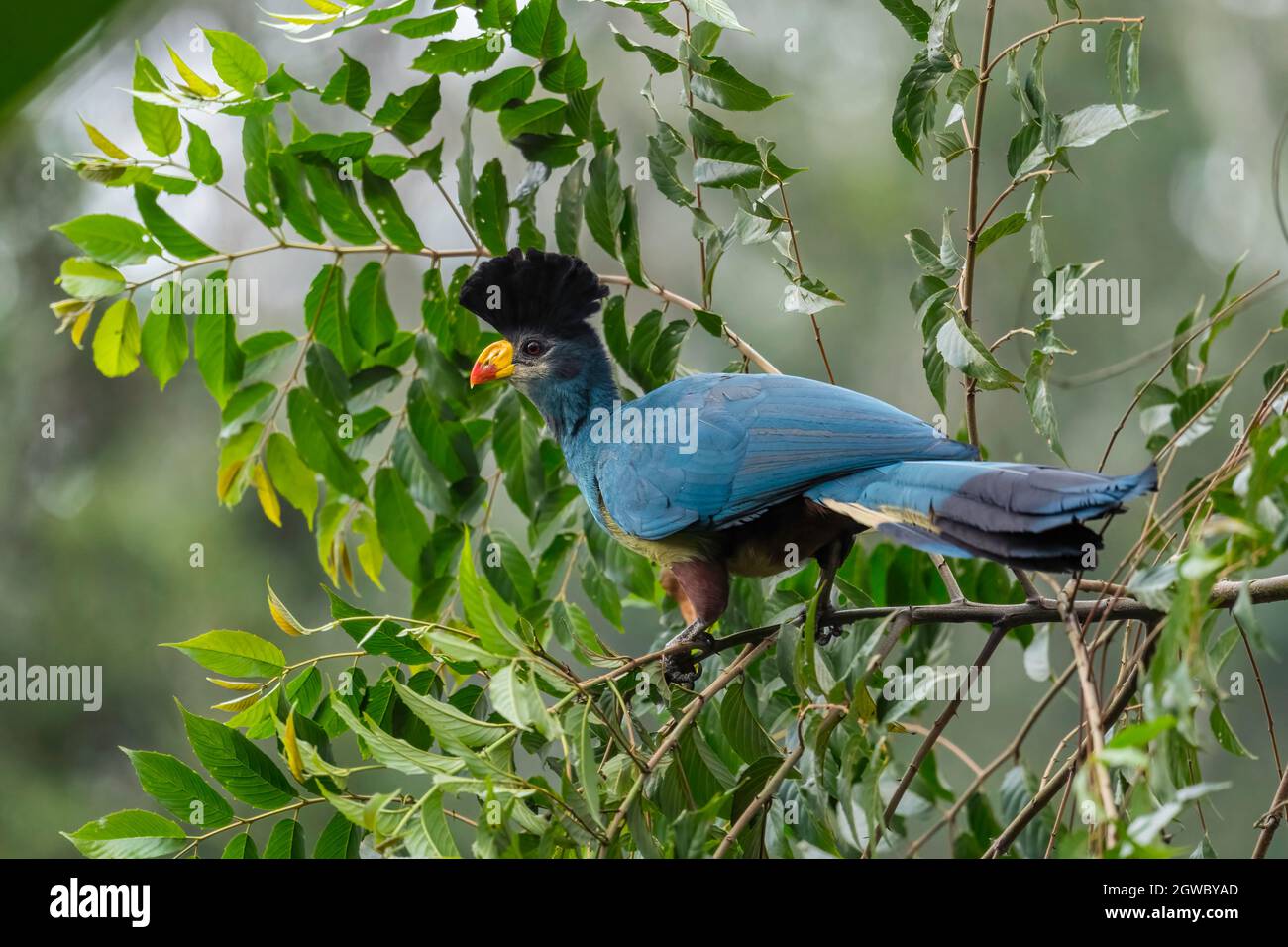 Grande Turaco Blu - Corythaeola cristata, bellissimo uccello di grande colore da boschi africani e foreste, foresta di Kibale, Uganda. Foto Stock