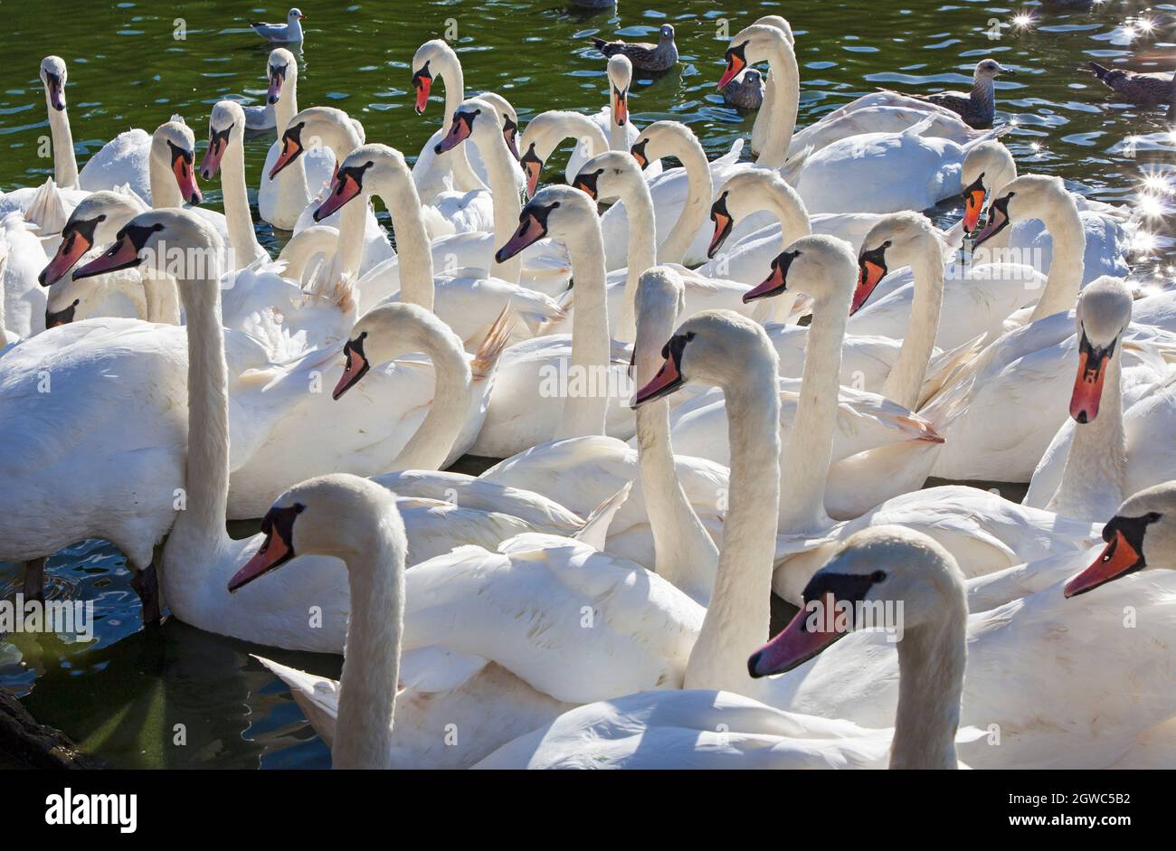 Holyrood Park, Edimburgo, Scozia, tempo britannico. 3 ottobre 2021. Sole e breezy nel parco della città. Nella foto: I cigni muti che numerano più di 50 si riuniscono sul Loch di St Margaret alla ricerca di un feed dai passanti. Credit: Arch White/Alamy Live News Foto Stock