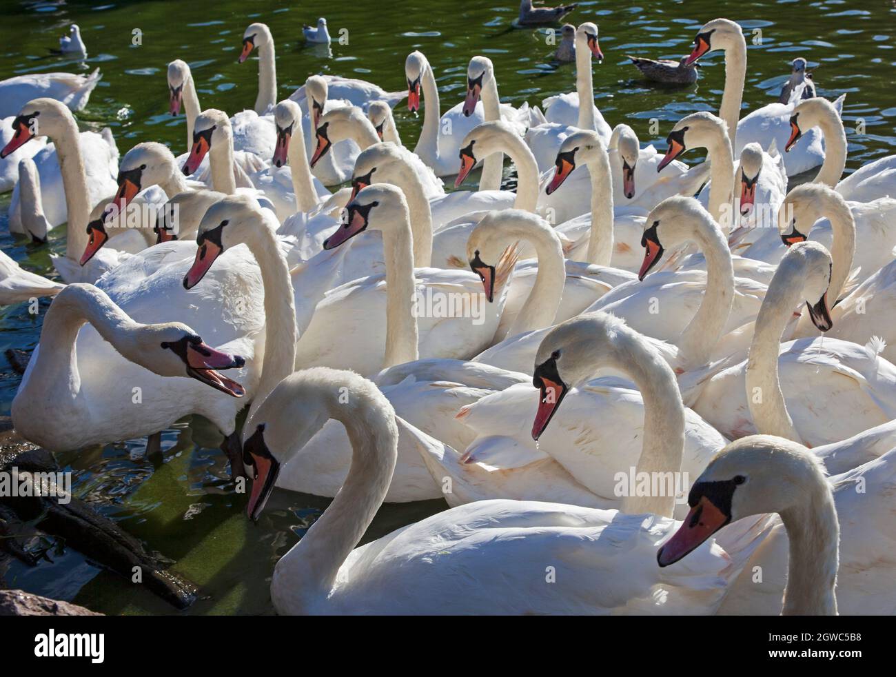 Holyrood Park, Edimburgo, Scozia, tempo britannico. 3 ottobre 2021. Sole e breezy nel parco della città. Nella foto: I cigni muti che numerano più di 50 si riuniscono sul Loch di St Margaret alla ricerca di un feed dai passanti. Credit: Arch White/Alamy Live News Foto Stock
