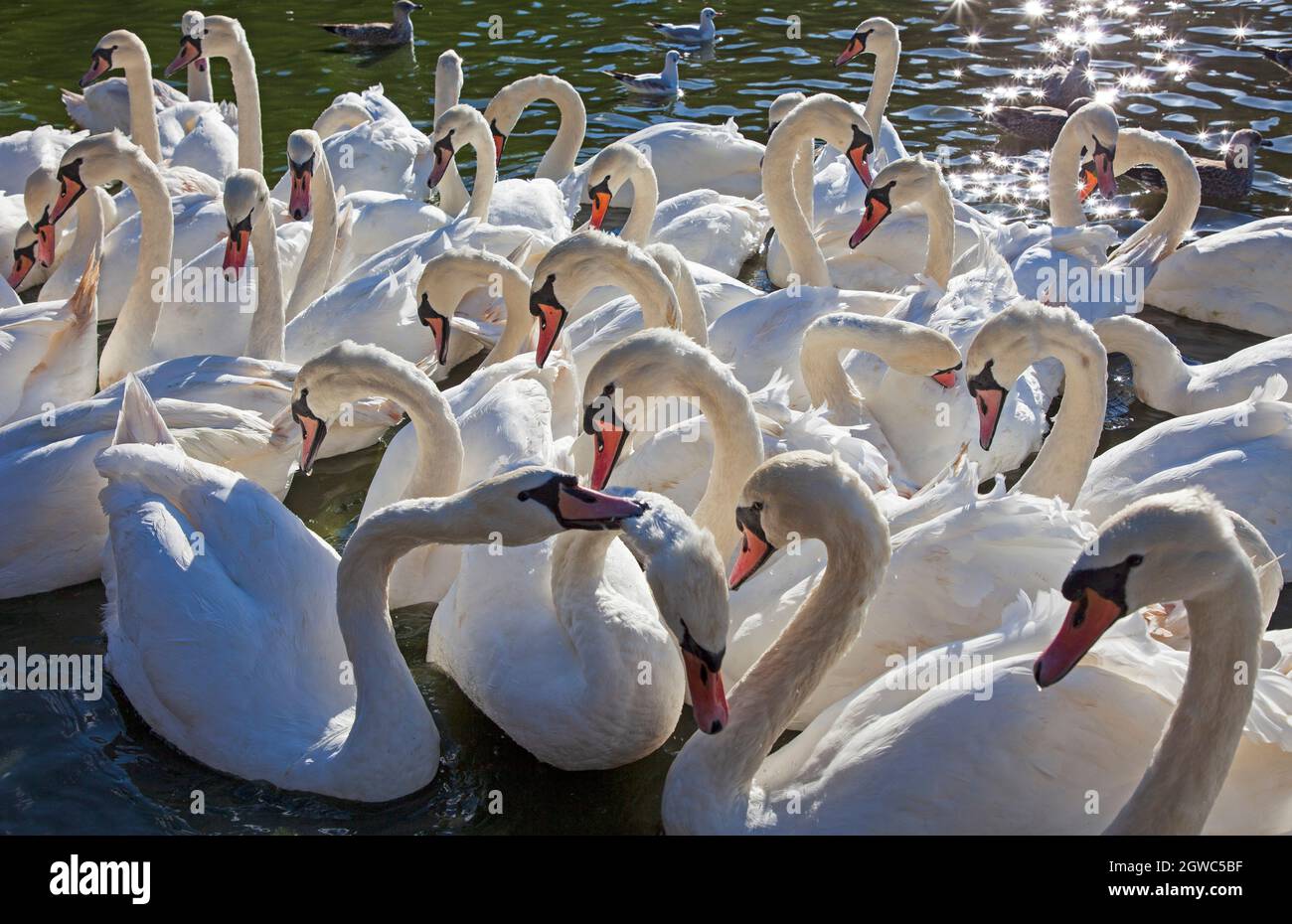 Holyrood Park, Edimburgo, Scozia, tempo britannico. 3 ottobre 2021. Sole e breezy nel parco della città. Nella foto: I cigni muti che numerano più di 50 si riuniscono sul Loch di St Margaret alla ricerca di un feed dai passanti. Credit: Arch White/Alamy Live News Foto Stock