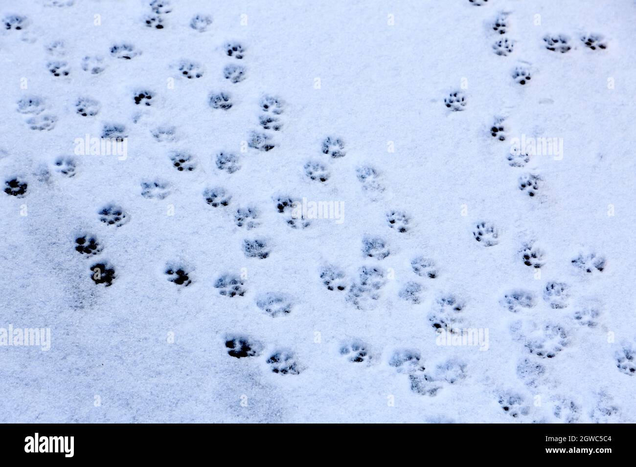 Neve con impronte lasciate da un cane Foto Stock