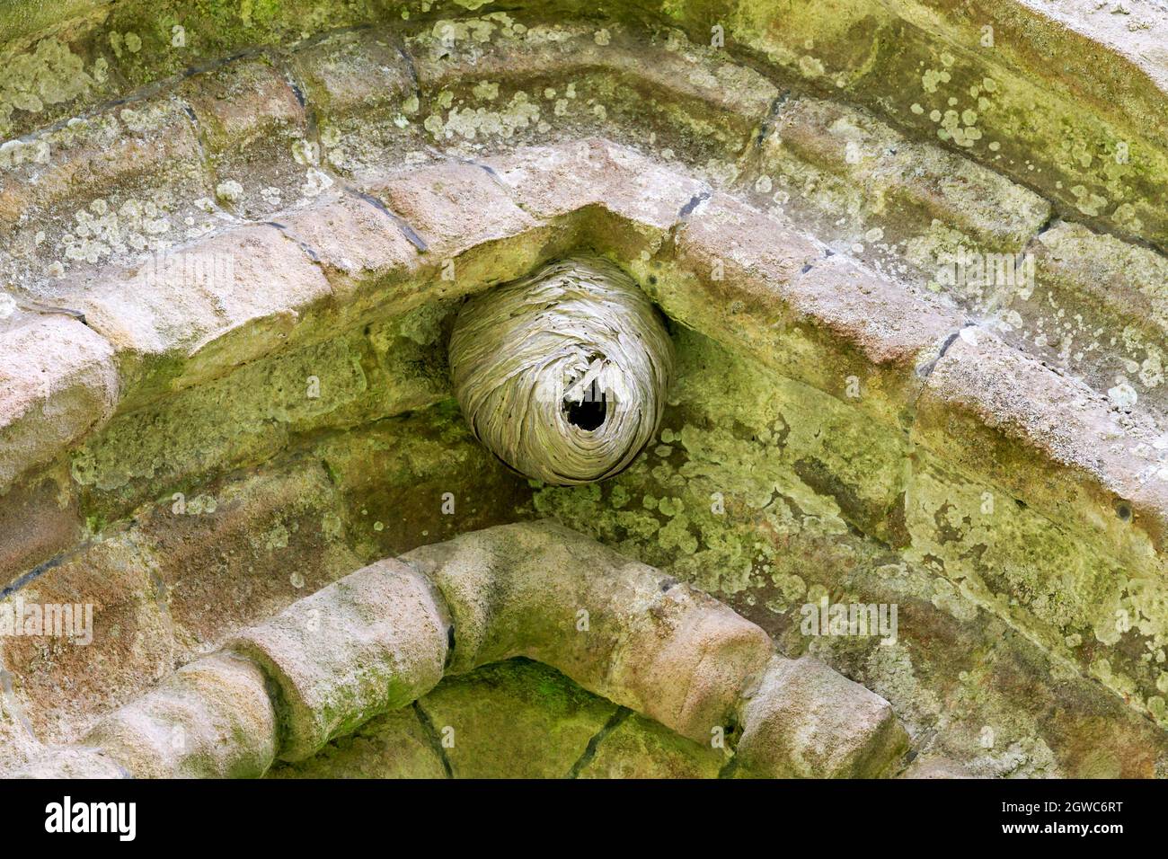 Primo piano su un nido Wasp fissato in un vecchio arco di pietra Foto Stock