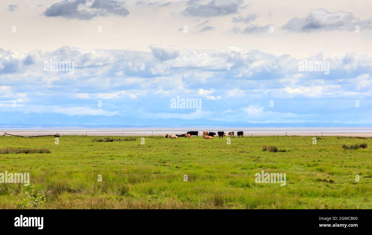 Vista distante di bestiame al pascolo vicino al Solway firth Dumfries e galloway Scozia Foto Stock