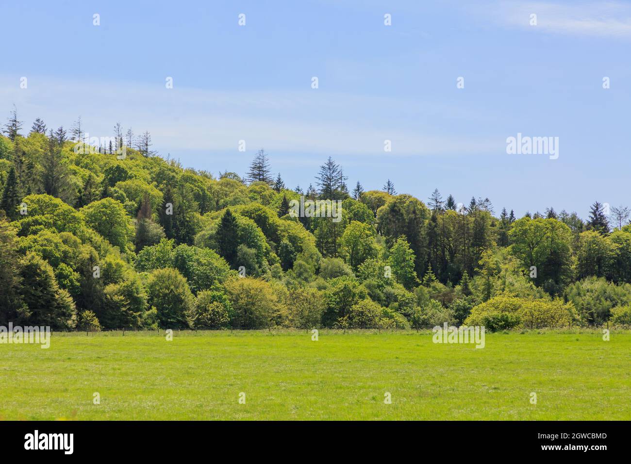 Vista su un prato scozzese verso alberi boschivi e cielo blu sfondo Foto Stock