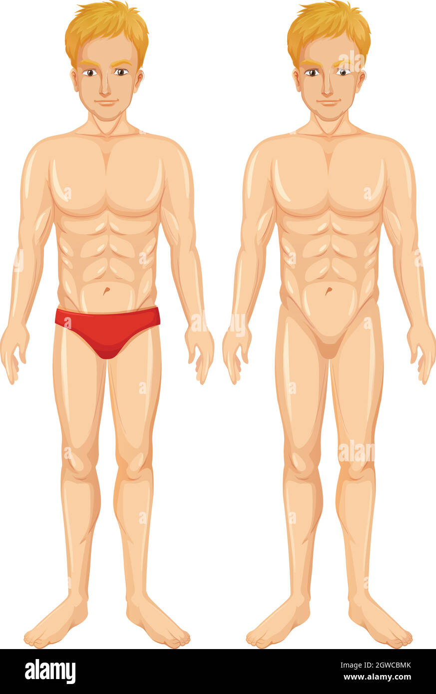 Un vettore del corpo umano Illustrazione Vettoriale