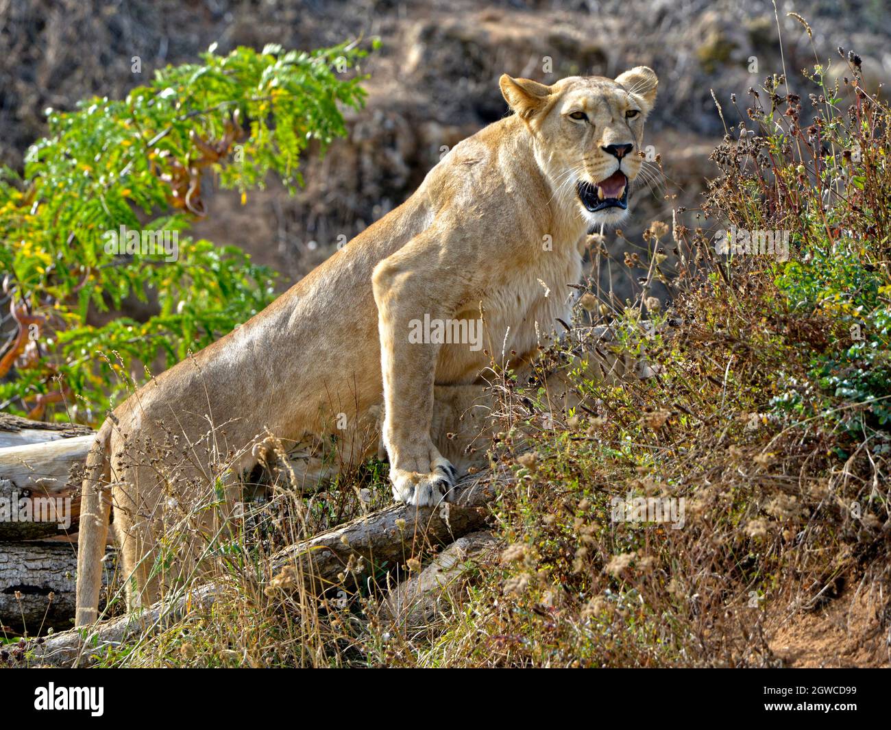 Lionessa (Panthera leo) in piedi nella vegetazione con la bocca aperta e vista dal profilo Foto Stock