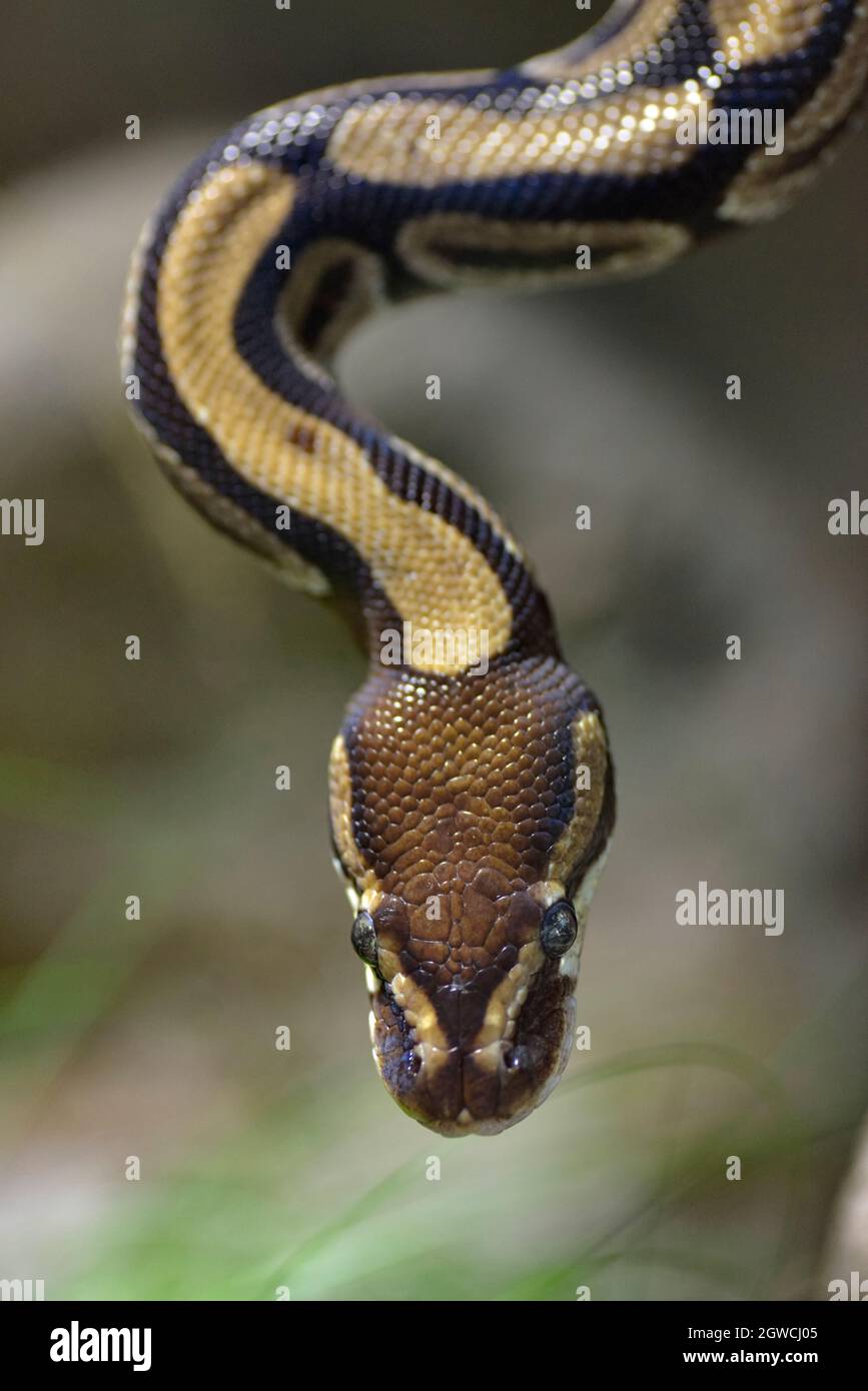 Closeup python palla o python reale (Python regius) visto dall'alto Foto Stock