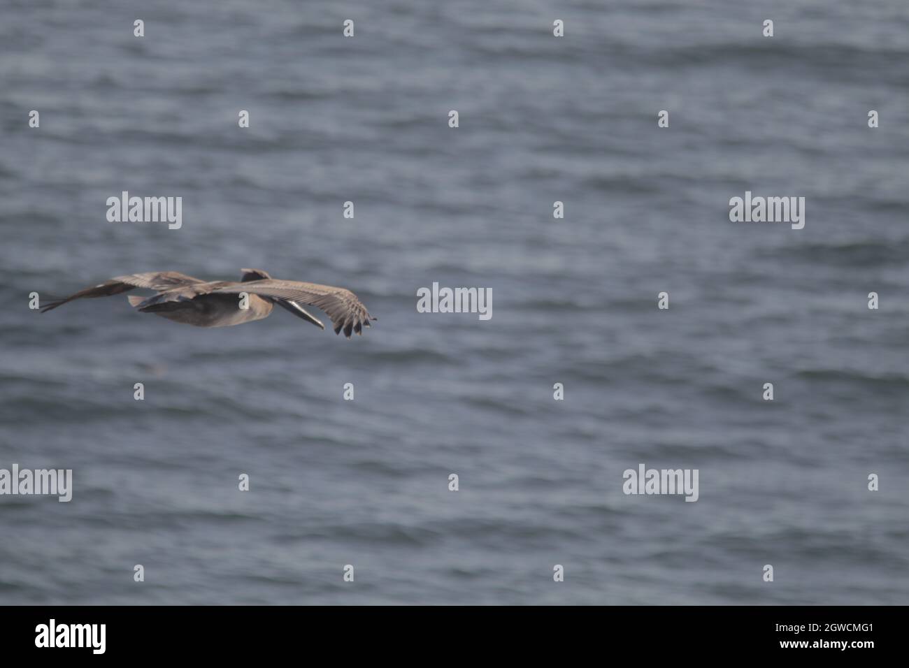 Un fuoco selettivo di pellicano grigio in volo Foto Stock
