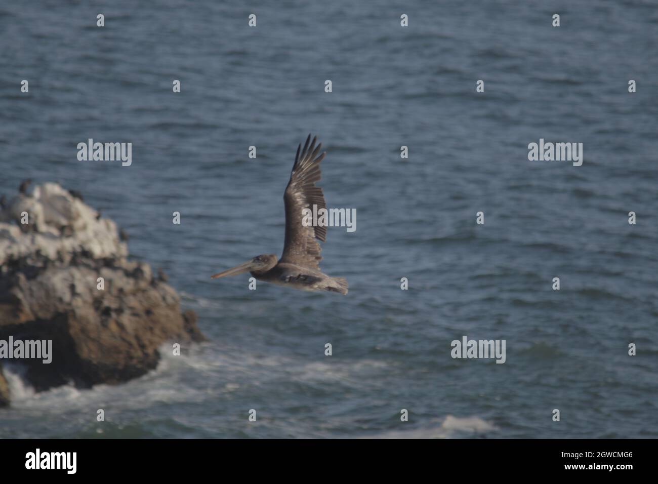 Un fuoco selettivo di pellicano grigio in volo Foto Stock