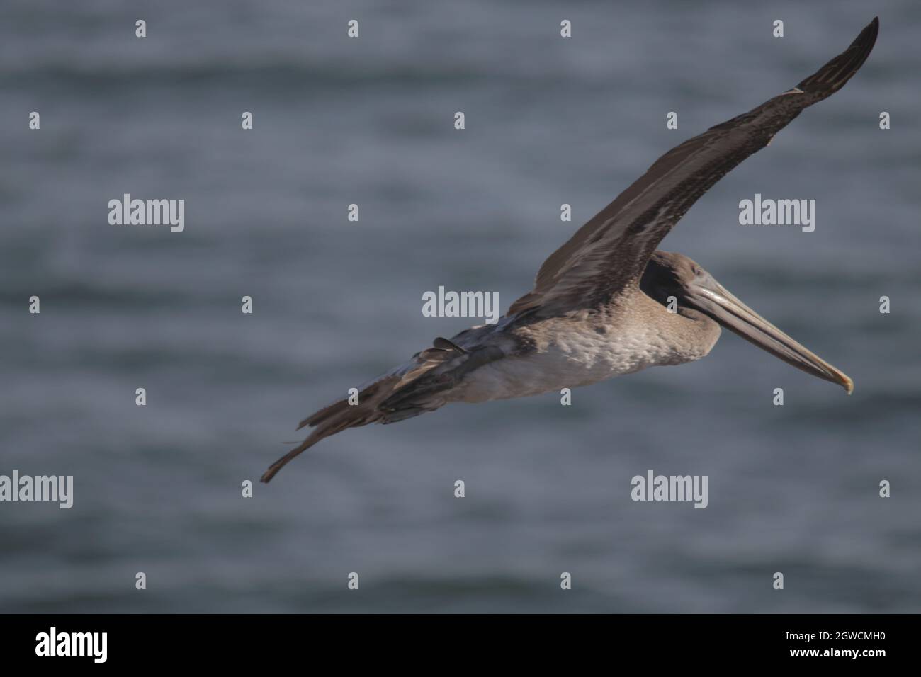 Un fuoco selettivo di pellicano grigio in volo Foto Stock