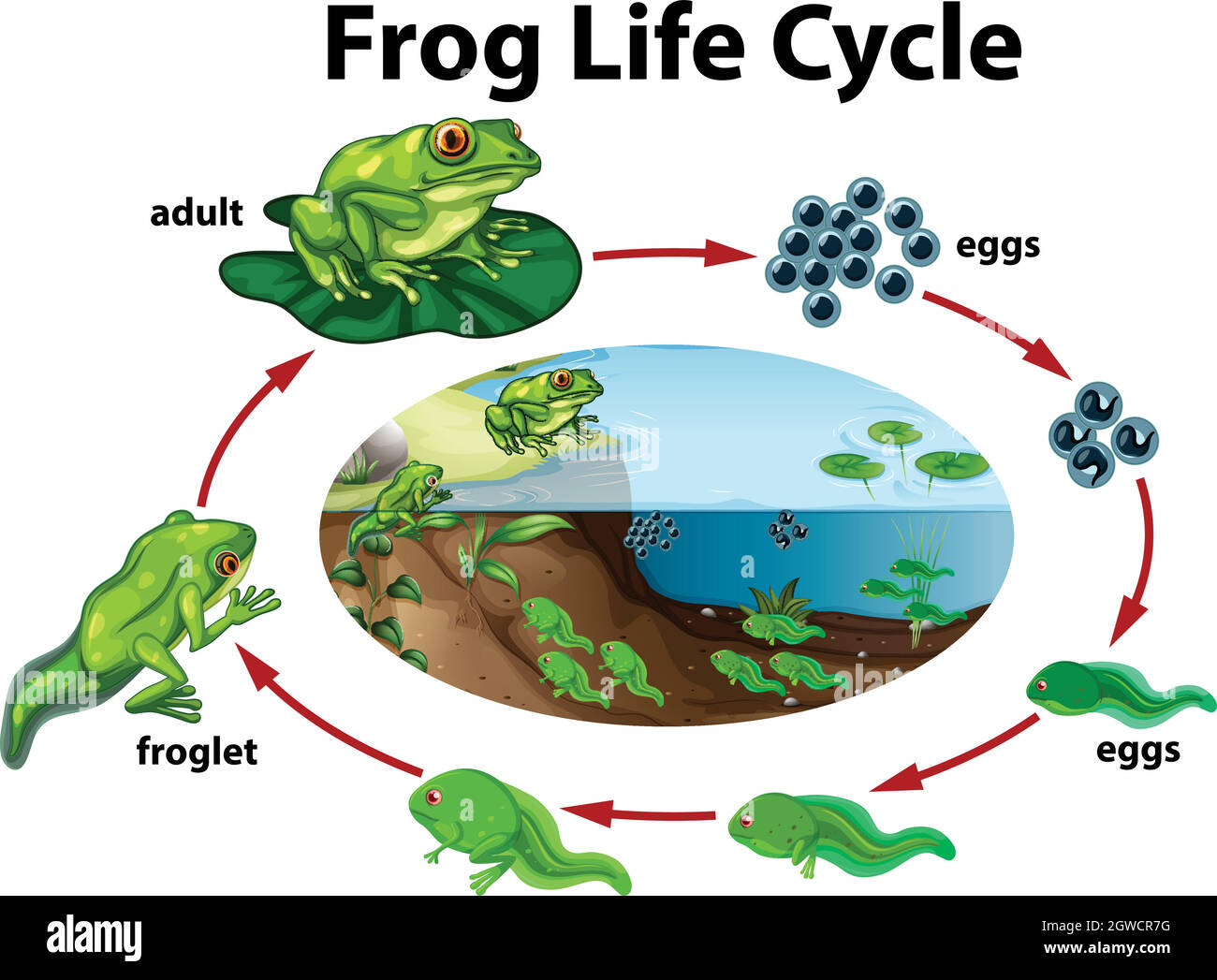 Ciclo di vita della rana Illustrazione Vettoriale