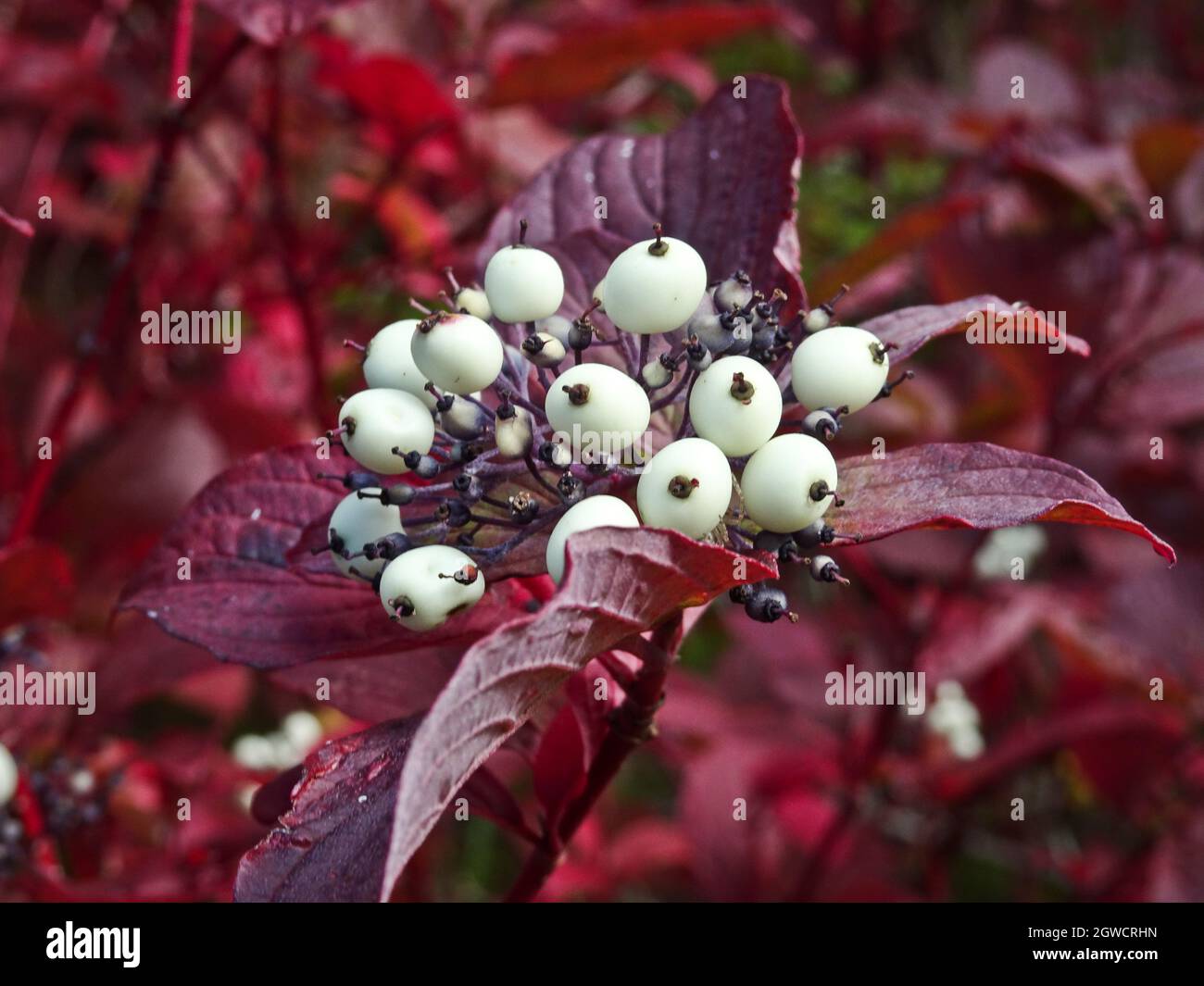 Bacche bianche di dogwood rosso-osier (Cornus sericea) su un ramo con foglie rosse. Impianto per il giardinaggio. Foto Stock
