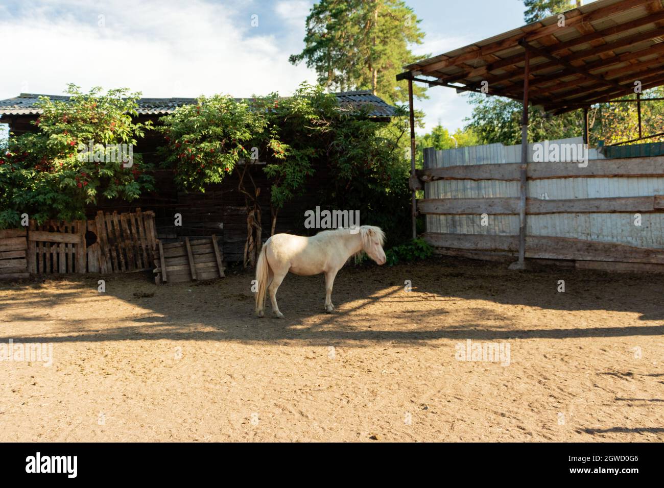 Un piccolo cavallo cammina attraverso il pascolo. La foto è stata scattata a Chelyabinsk, Russia. Foto Stock