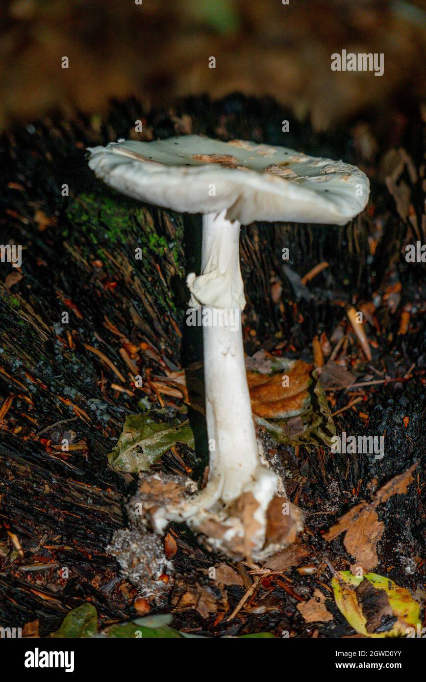 Scatti macro di funghi in una foresta ombreggiata Foto Stock