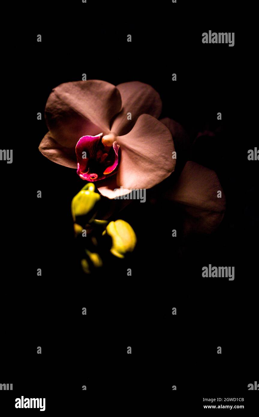 macro scatto interno di orchidea viola Foto Stock