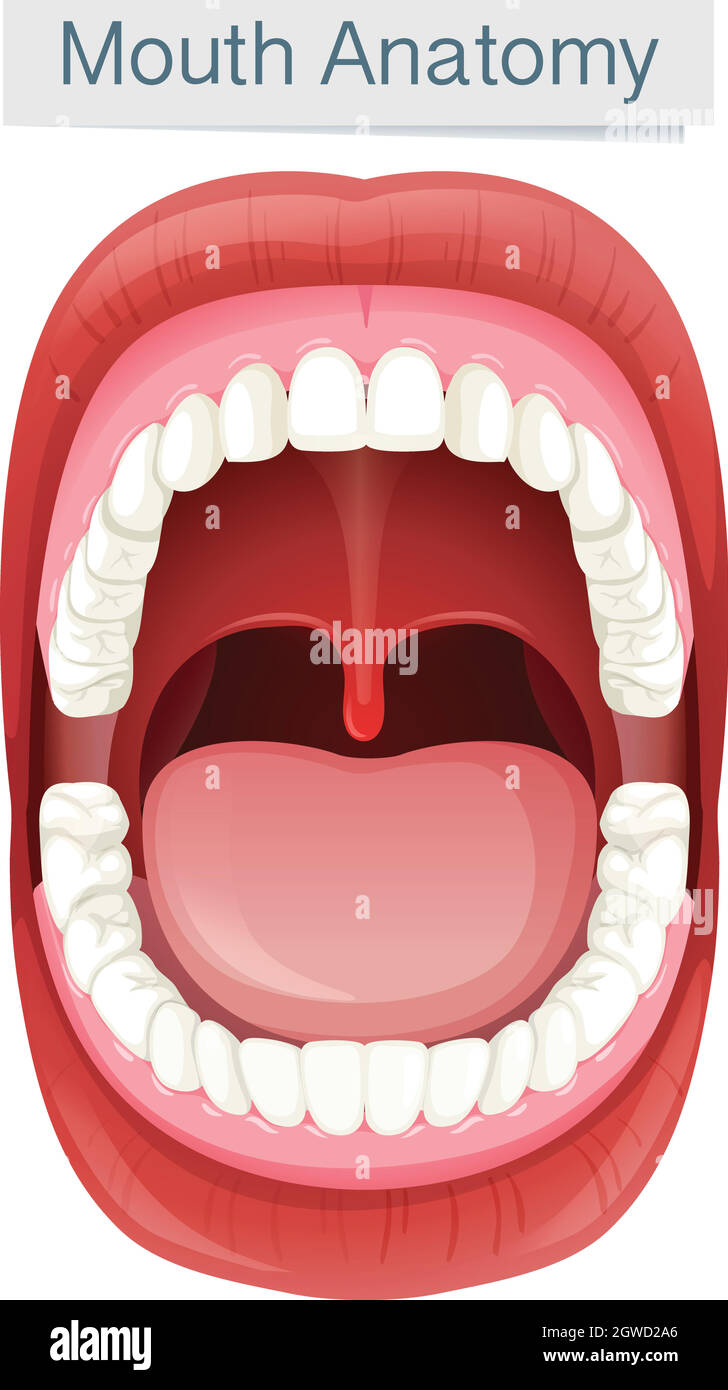 Anatomia della bocca umana su sfondo bianco Illustrazione Vettoriale