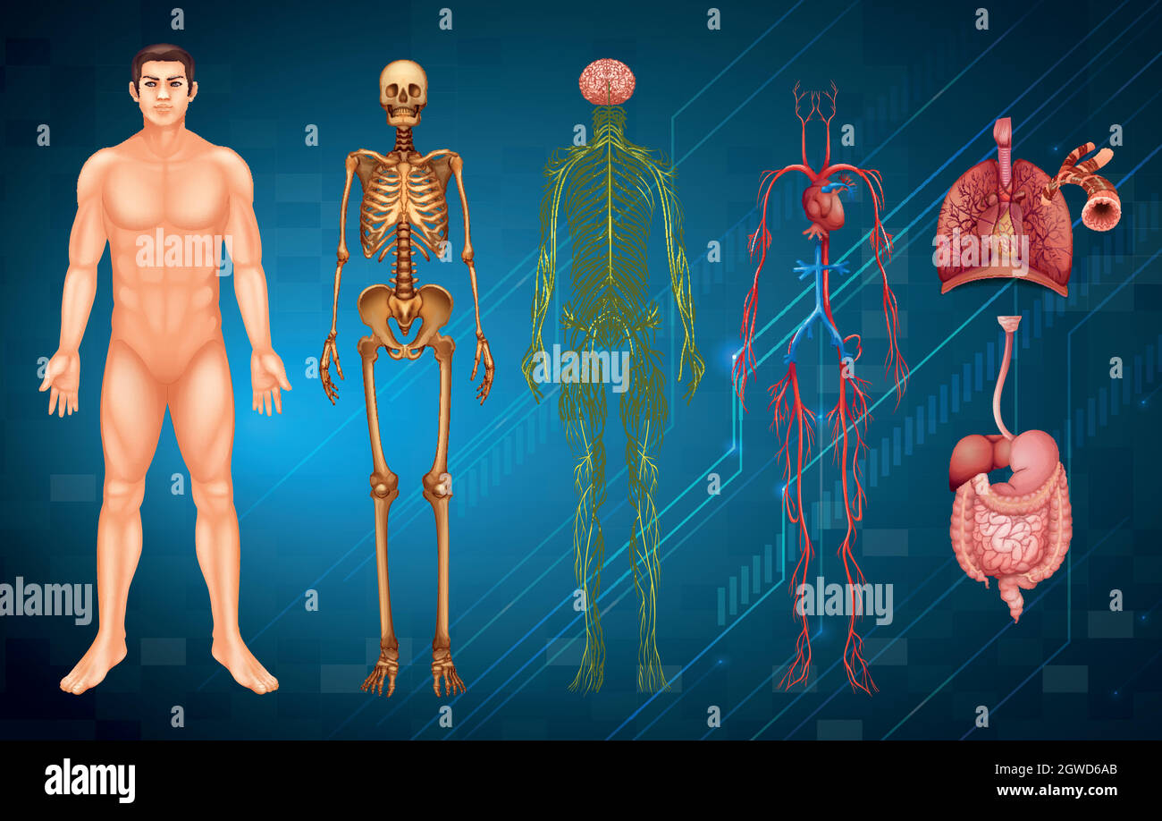 Sistemi del corpo umano Illustrazione Vettoriale