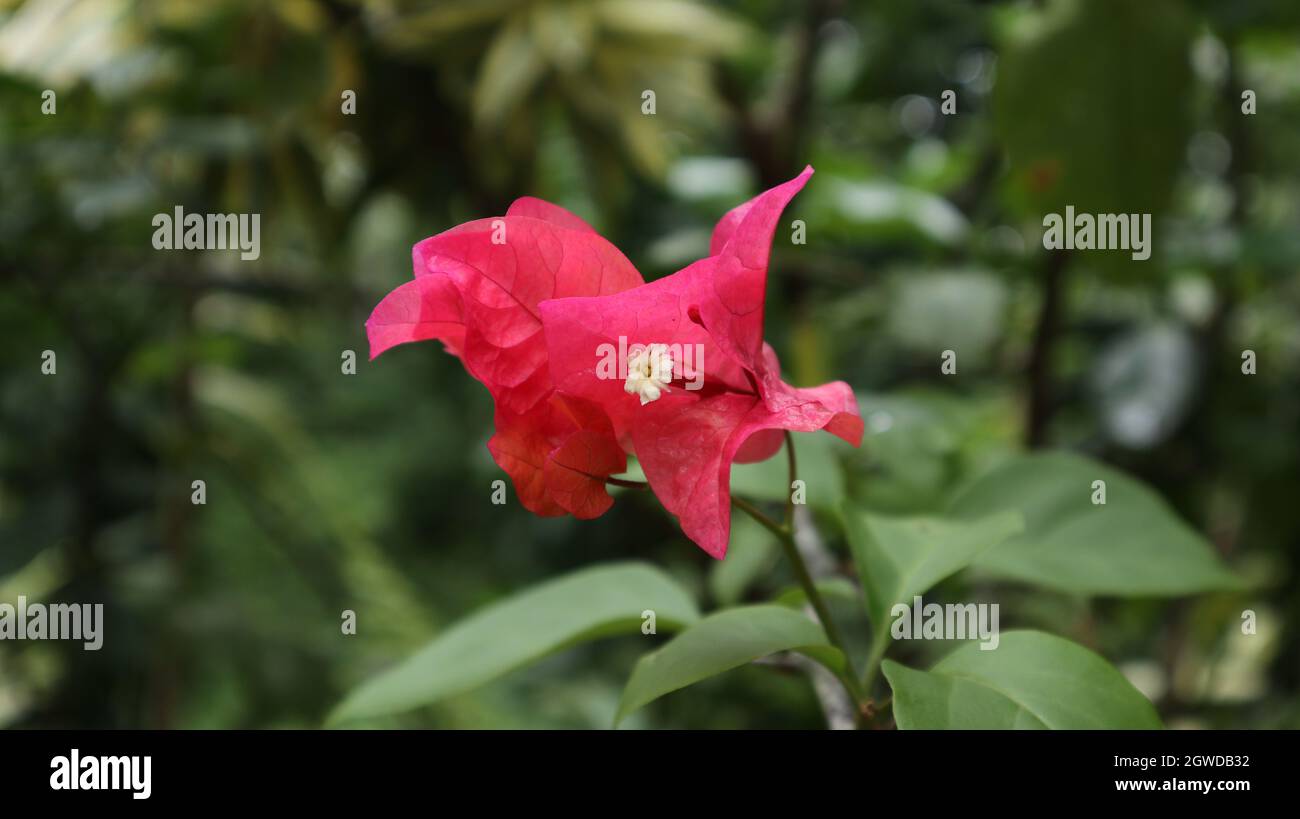 Primo piano di un vero fiore Bougainvillea che circonda i bratti rosa nel giardino Foto Stock