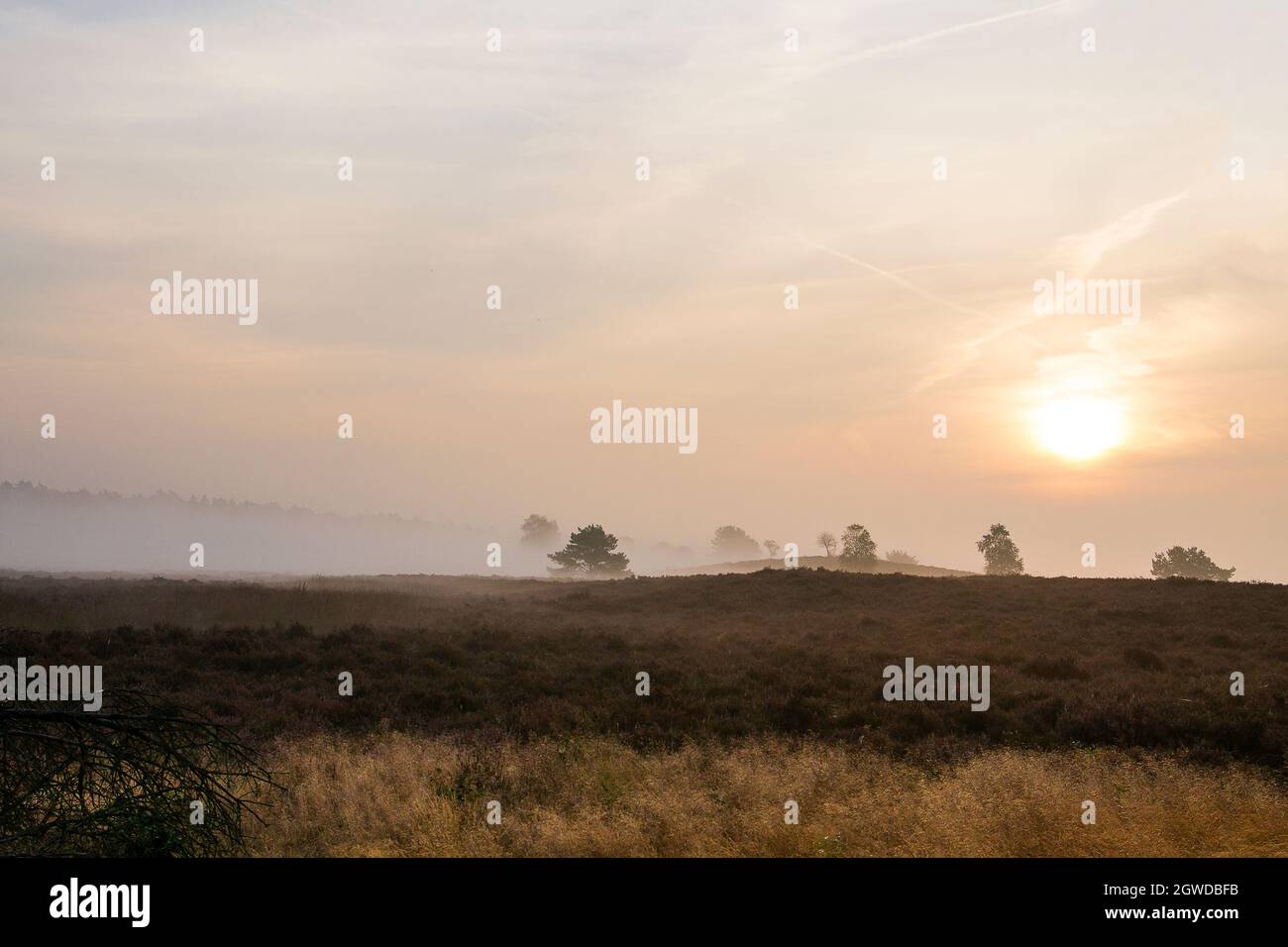 Paesaggio mattutino con bassa nebbia su brughiera, Veluwe, Paesi Bassi Foto Stock