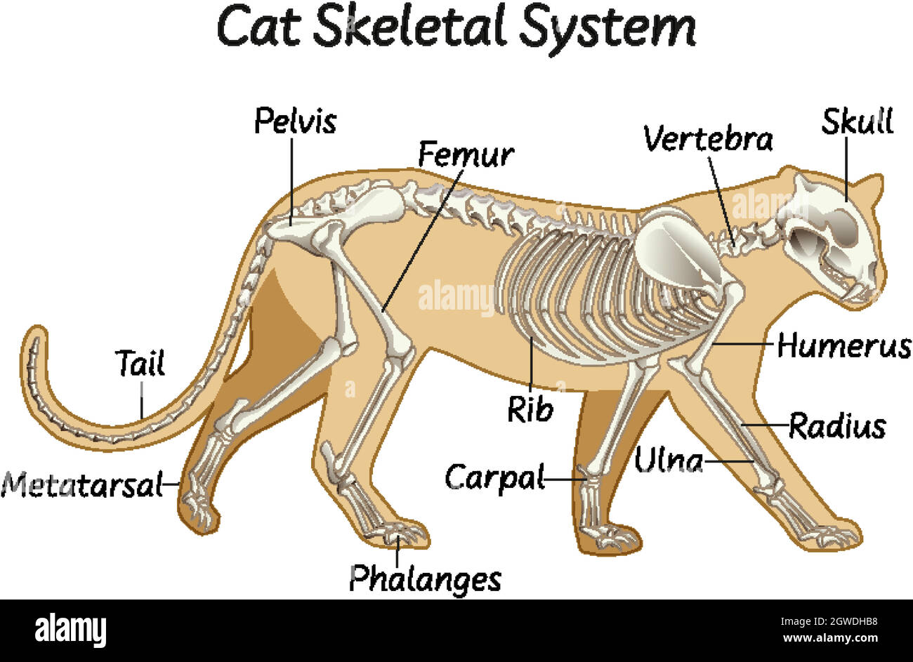 Scienza gatto sistema scheletrico Illustrazione Vettoriale
