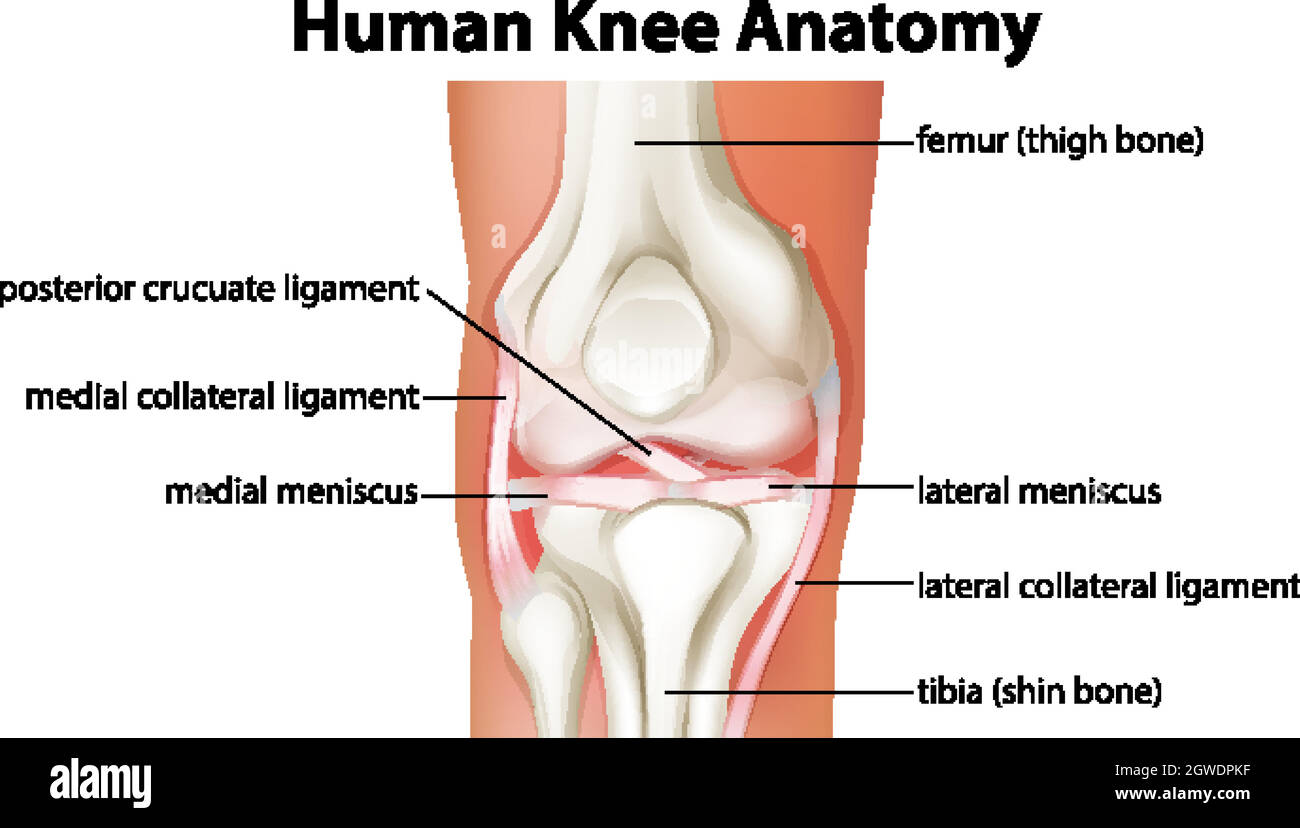 Diagramma anatomico del ginocchio umano Illustrazione Vettoriale