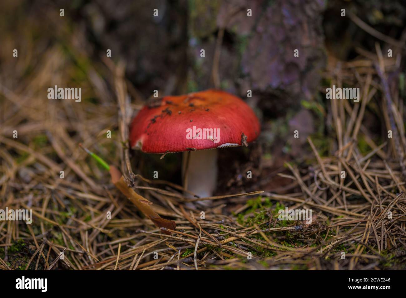 Funghi velenosi in estate nella foresta Foto Stock