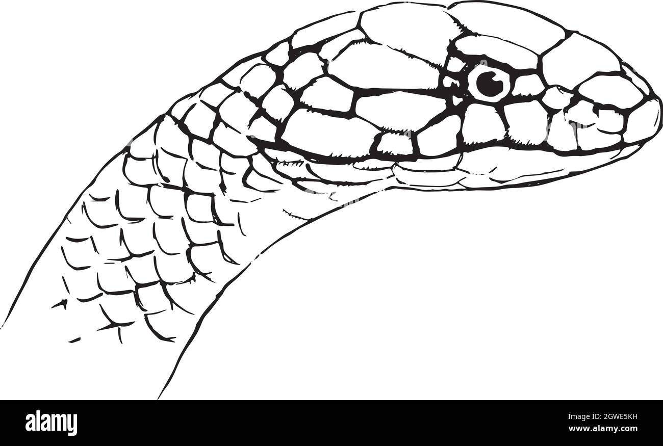Ophiophagus hannah Illustrazione Vettoriale