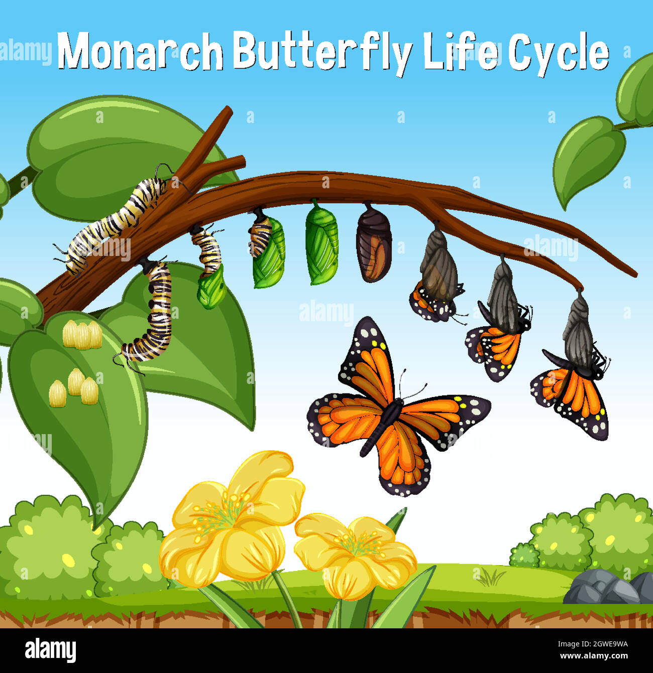 Scena con Monarch Butterfly Life Cycle Illustrazione Vettoriale