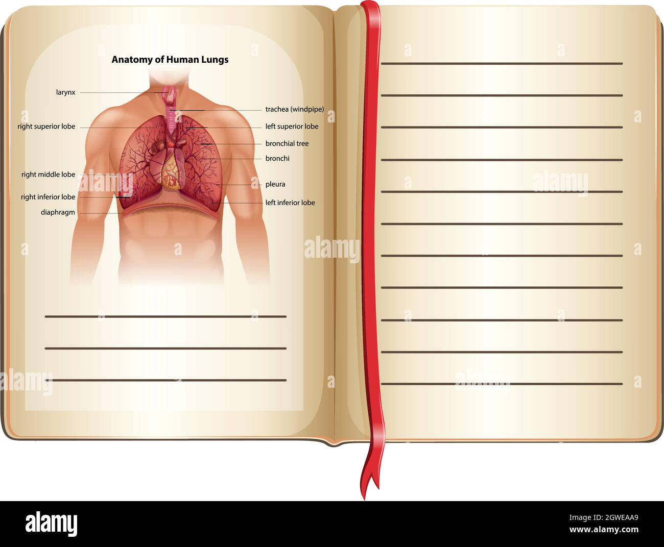 Anatomia dei polmoni umani a pagina Illustrazione Vettoriale