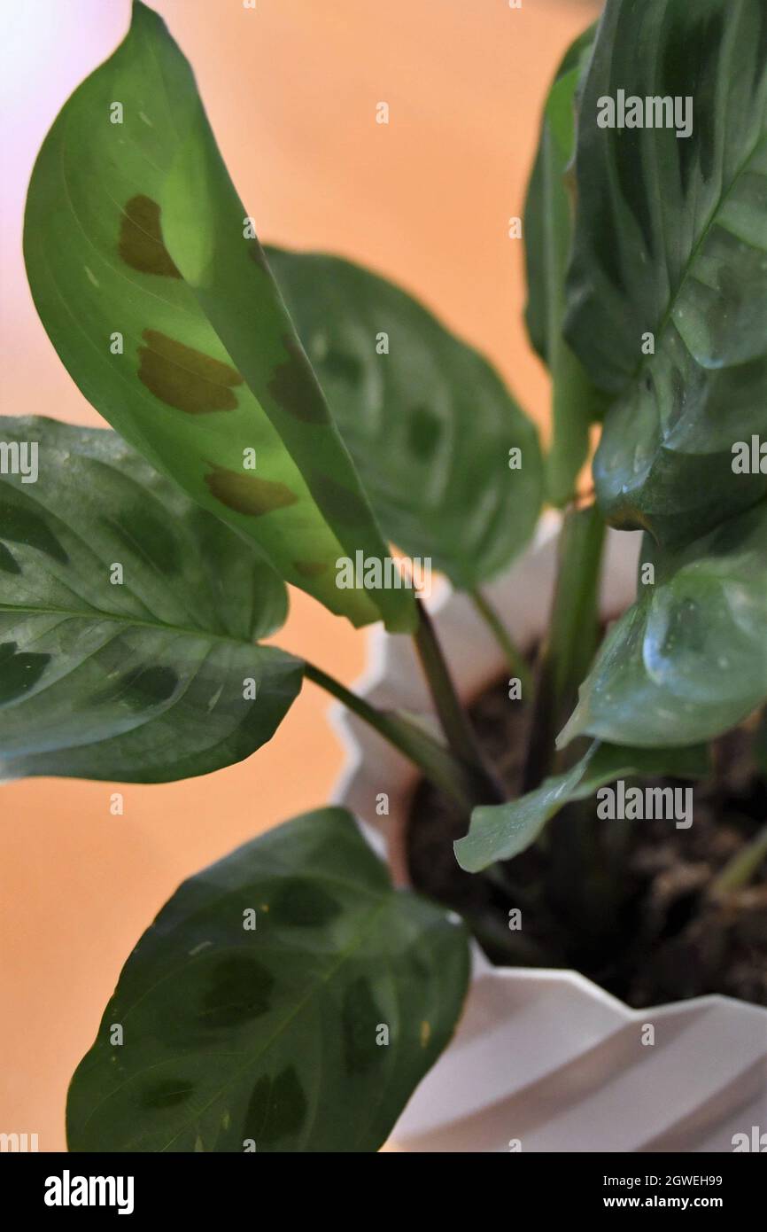 Primo piano di Maranta leuconeura Kerchoveana variegata (pianta di preghiera) in una pentola bianca, isolata su sfondo di legno marrone. Foto Stock