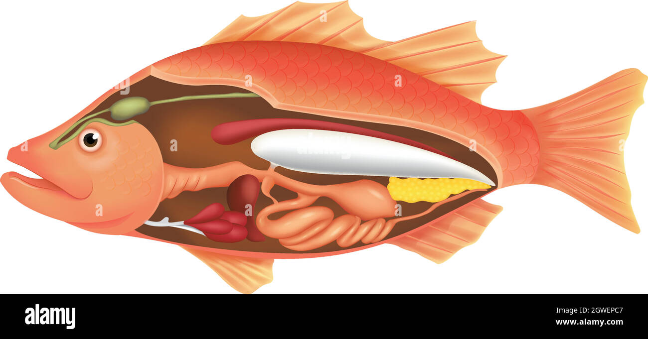 Anatomia di un pesce Illustrazione Vettoriale