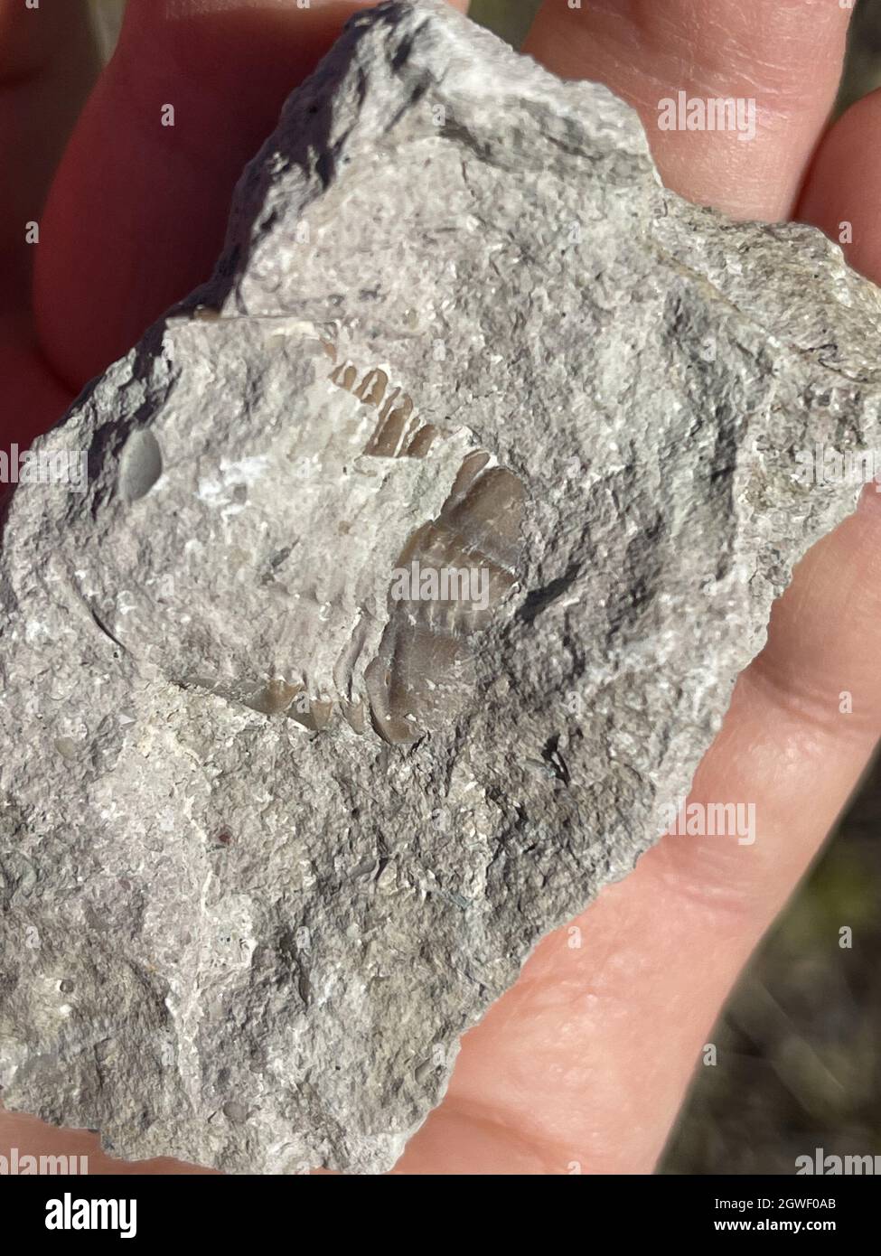 Mano del geologo che tiene fossile in calcare Foto Stock