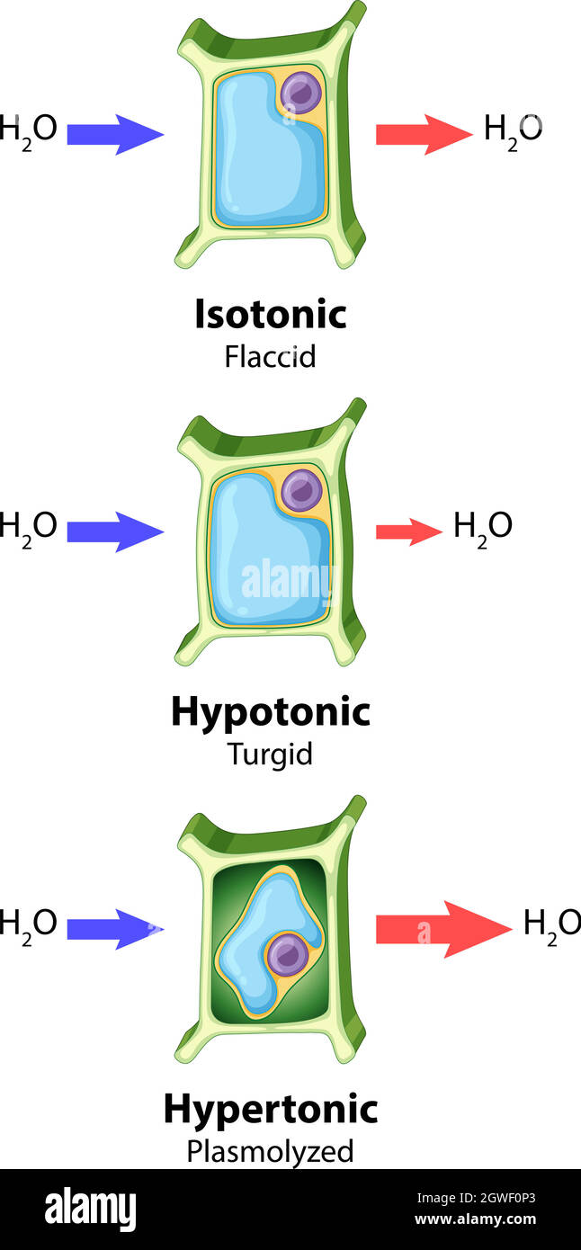 Diagramma che mostra il concetto di osmosi cellulare vegetale Illustrazione Vettoriale