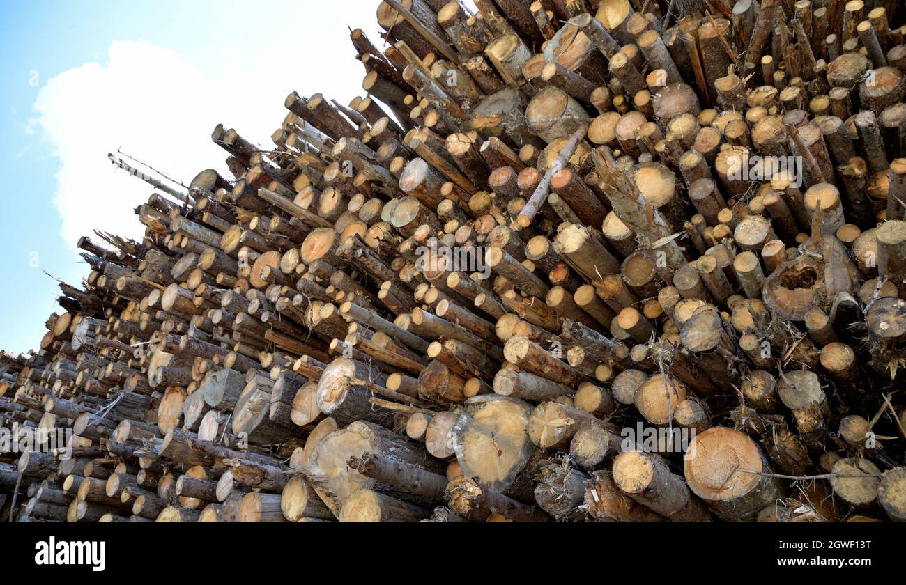 Tronchi e rami raccolti nel sottobosco per liberare la foresta e essere utilizzati come legna da ardere Foto Stock