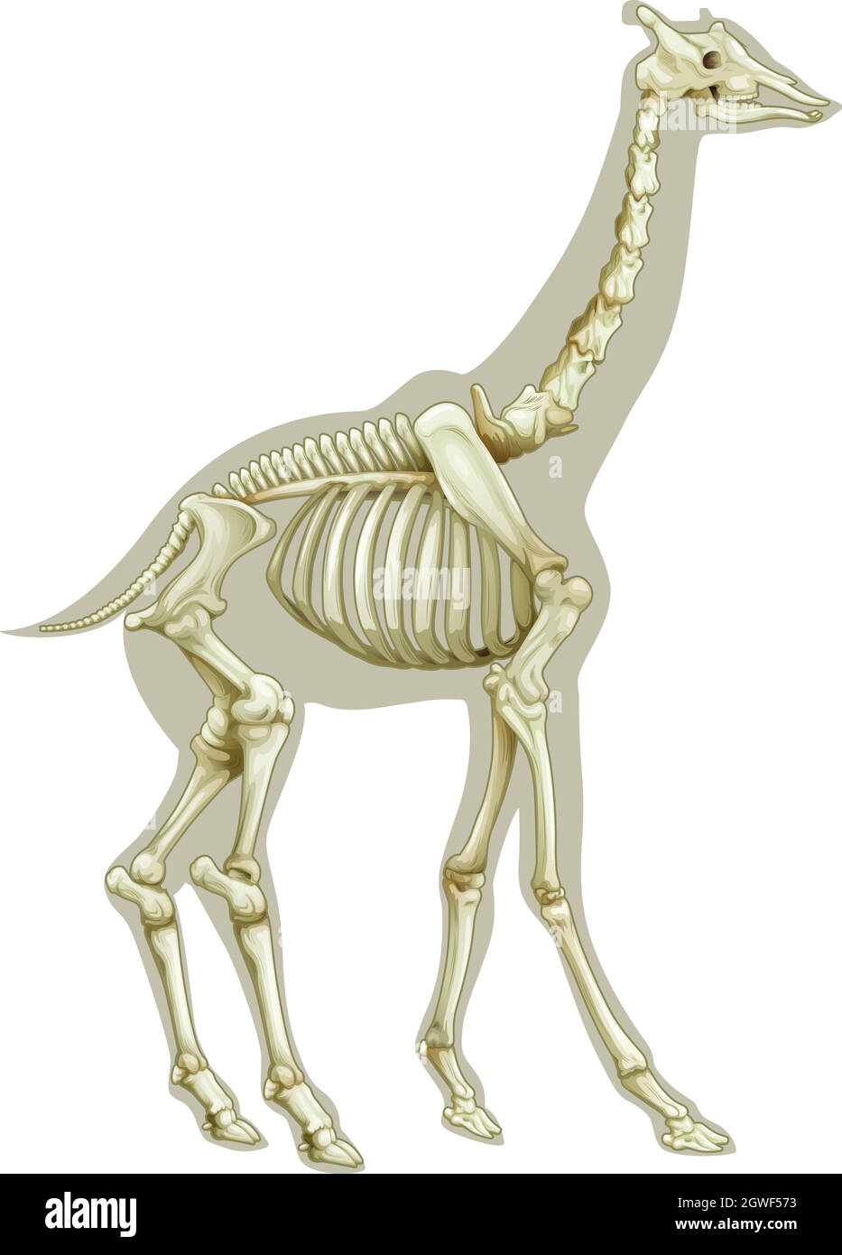 Sistema scheletrico giraffa Illustrazione Vettoriale