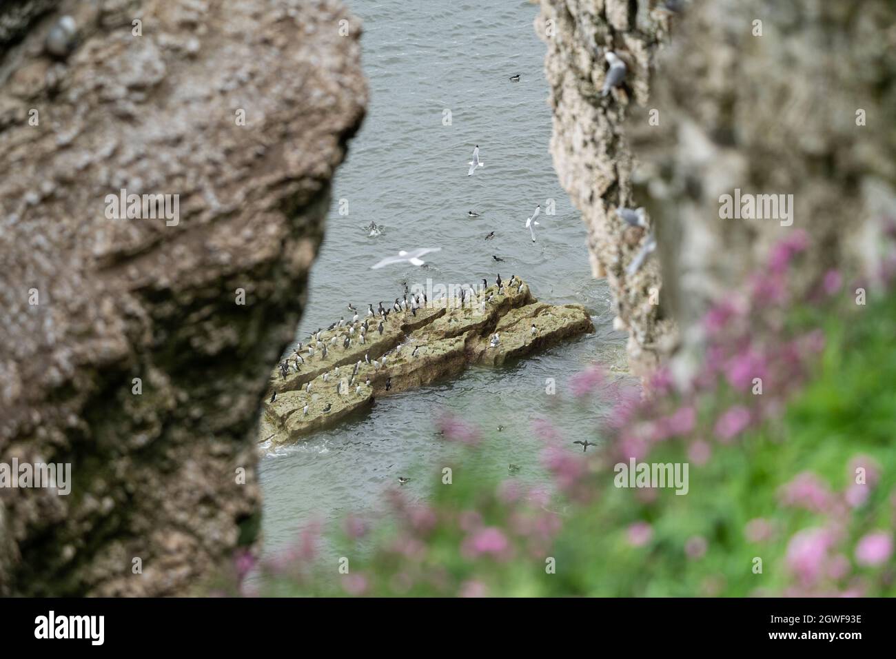 RSPB Bempton Cliffs, Yorkshire, Regno Unito Foto Stock
