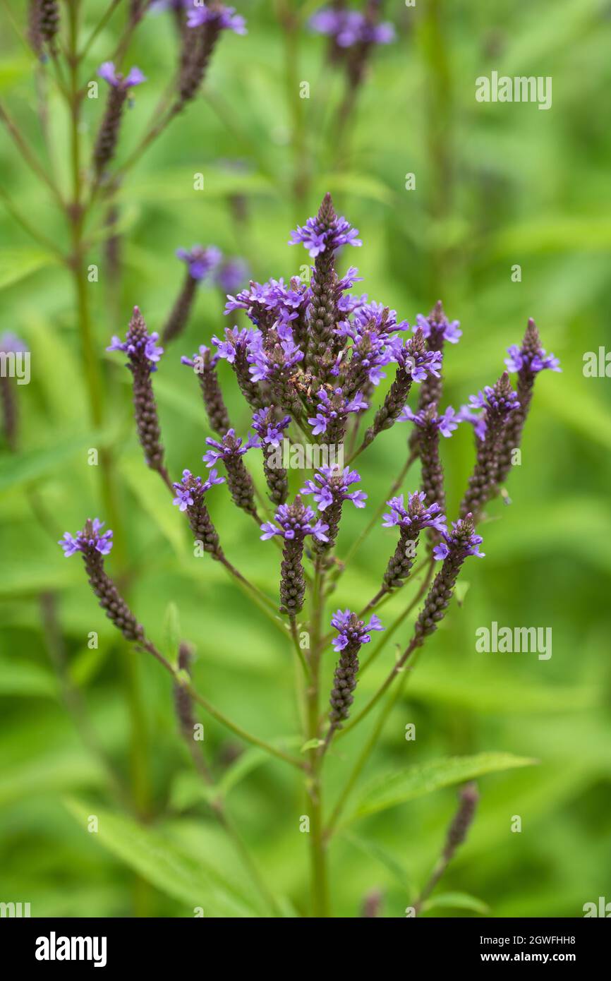 Verbena hastata Lanzen-Eisenkraut, (Vervain americano, vervain blu), pianta da fiore nella famiglia: Verbenaceae, gamma nativa: Nord America orientale Foto Stock