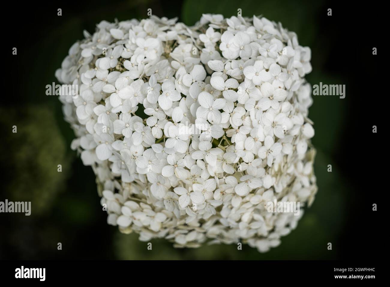 Hydrangea arborescens fiori bianchi, nomi comuni: Hydrangea liscia, hydrangea selvaggia, sexbark, arbusto deciduo nella famiglia: Hydrangeaceae, native r Foto Stock