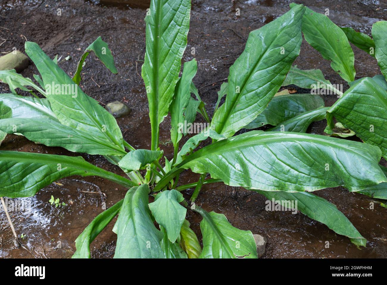 Lysichiton americanus, nomi comuni: cavolo occidentale della scarpetta, cavolo americano della scarpetta, pianta della palude nella famiglia: Araceae, regione: Pacific Northwest, w Foto Stock