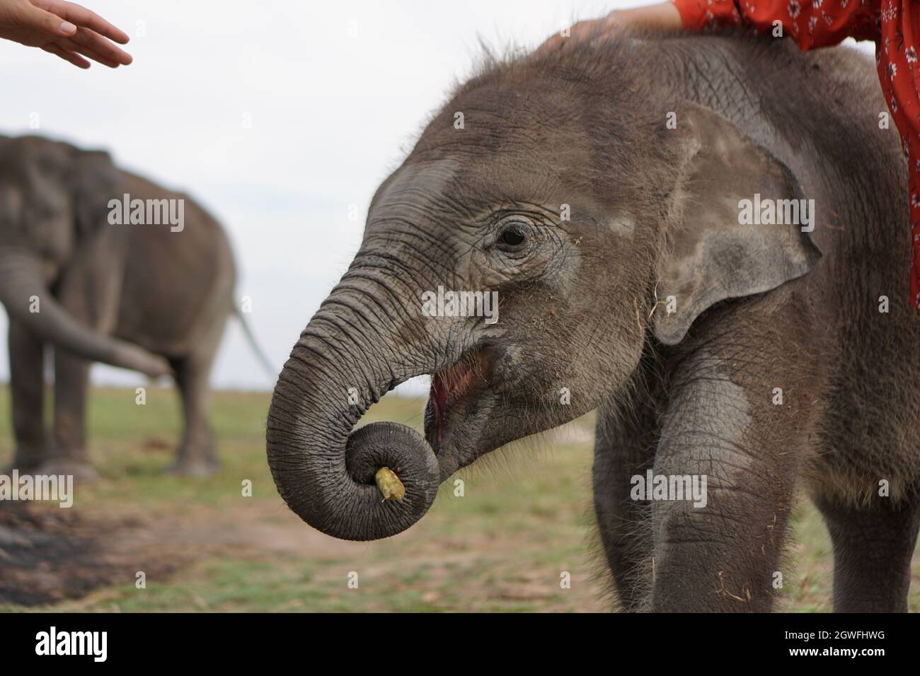 Sumatran Elephants in Way Kambas National Park Foto Stock